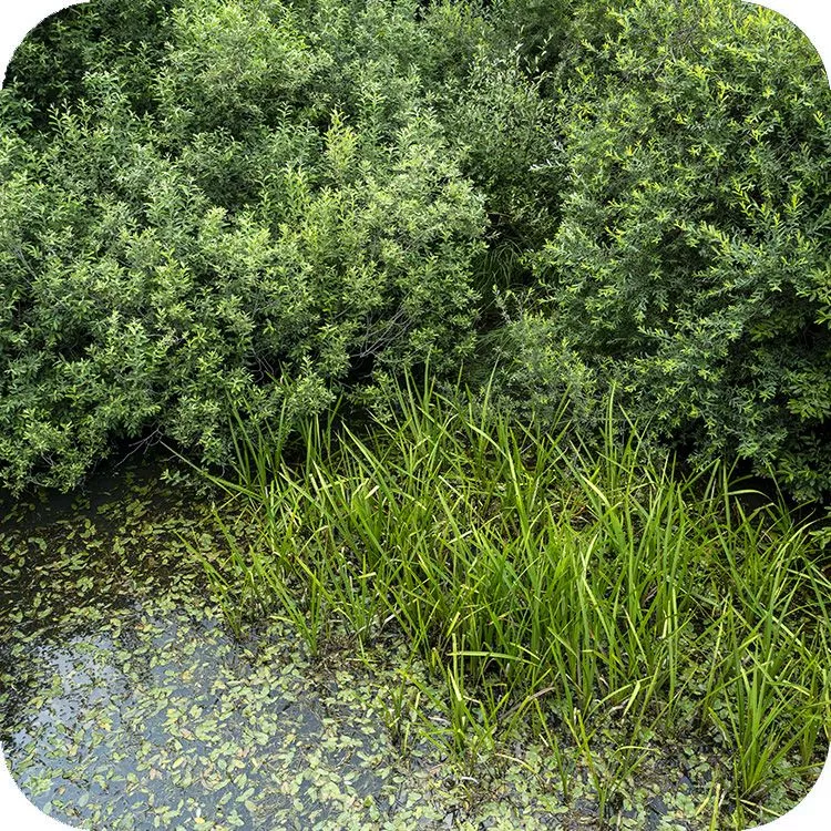 Dettaglio del Lago Battista e la folta vegetazione che ne ricopre le rive e la superficie