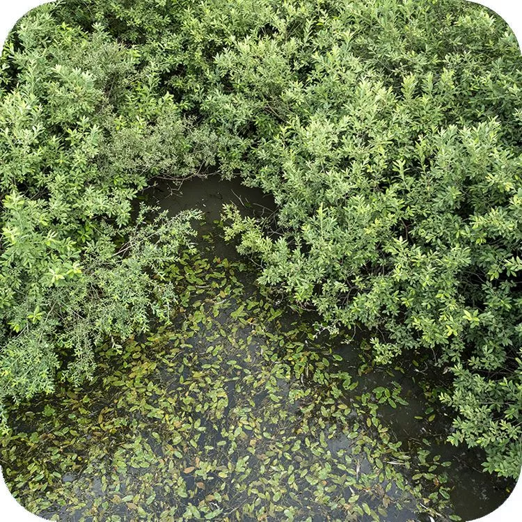 Dettaglio del Lago Battista e la folta vegetazione che ne ricopre le rive e la superficie