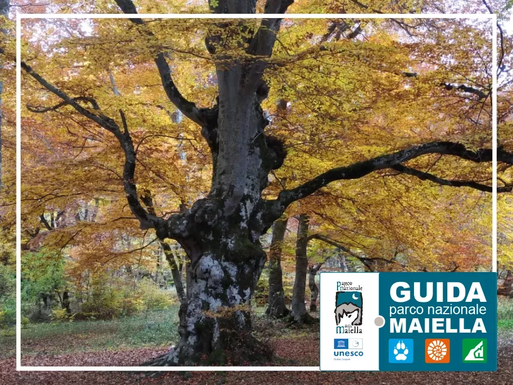 Il foliage nel Bosco S. Antonio