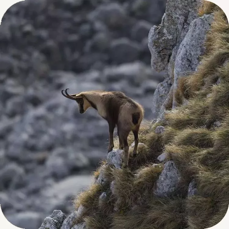 Camoscio appenninico