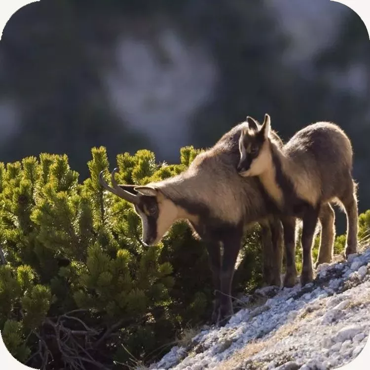 Camoscio appenninico