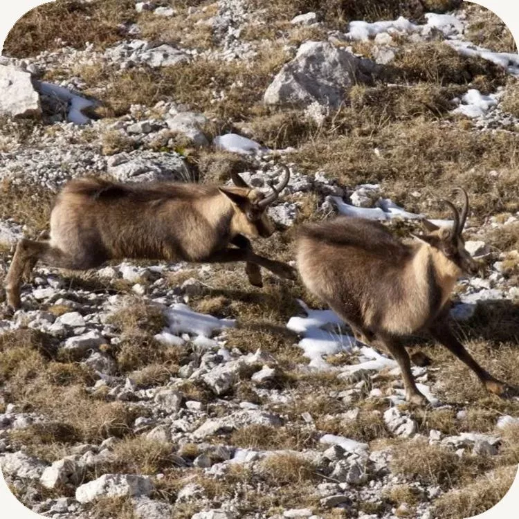 Camoscio appenninico