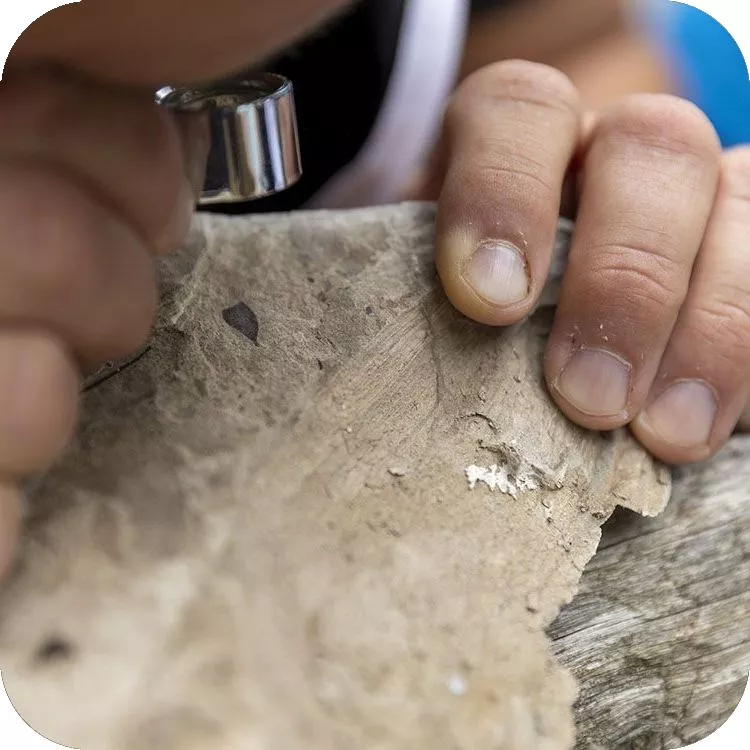 Osservazione con lente di un fossile