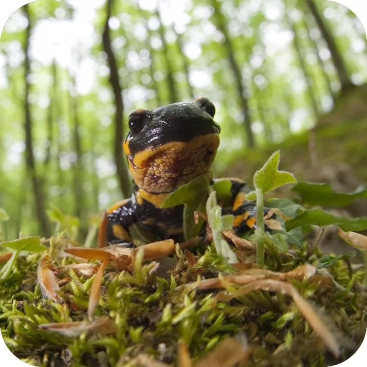 A tu per tu con la salamandra pezzata nella lettiera di un bosco della Maiella meridionale