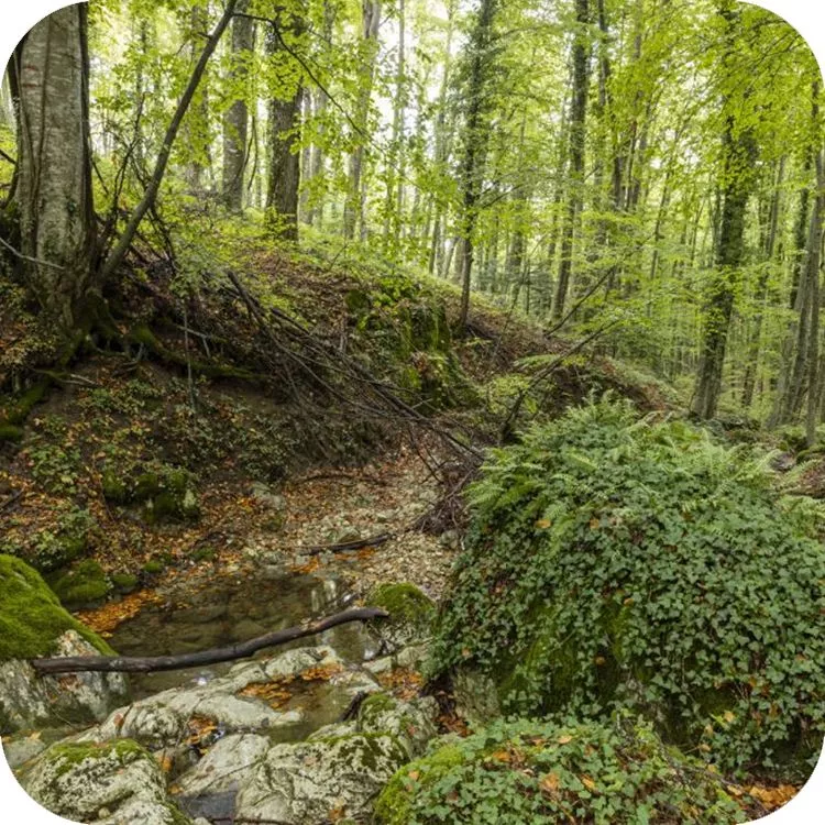 Gli splendidi boschi attraversati da piccoli corsi d'acqua e ruscelli sono l'habitat preferito dalle salamandre della Maiella