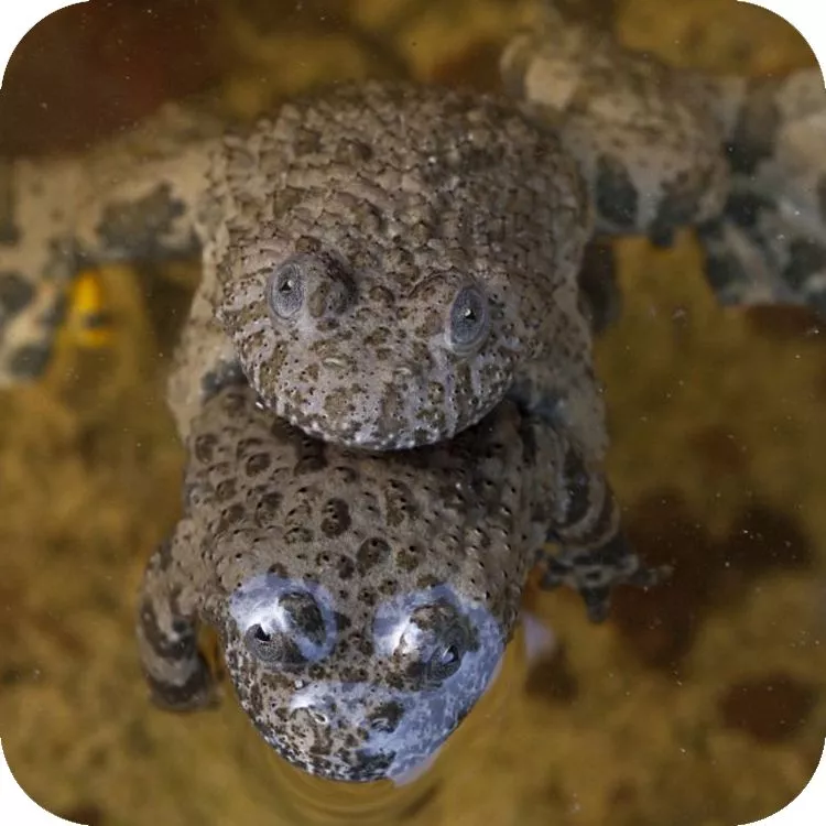 Due ululoni appenninici colti nella fase dell'accoppiamento in una piccola pozza temporanea