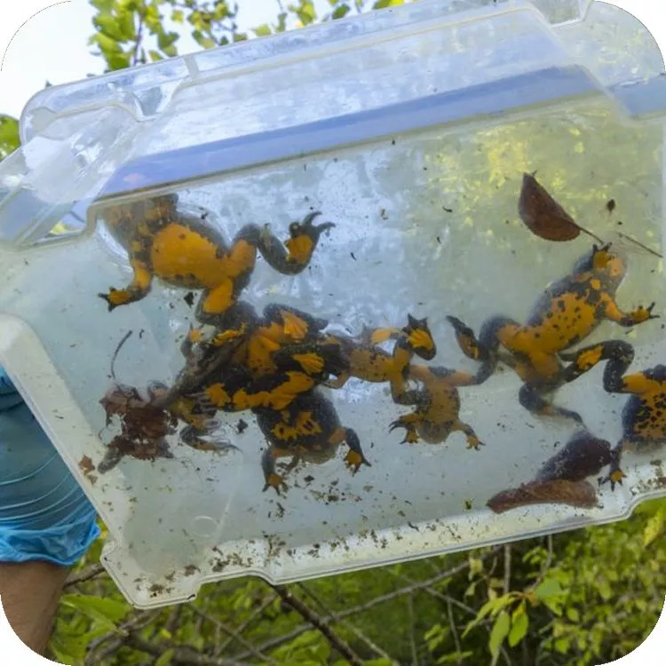 Alcune fasi delle attività di monitoraggio dell'ululone appenninico