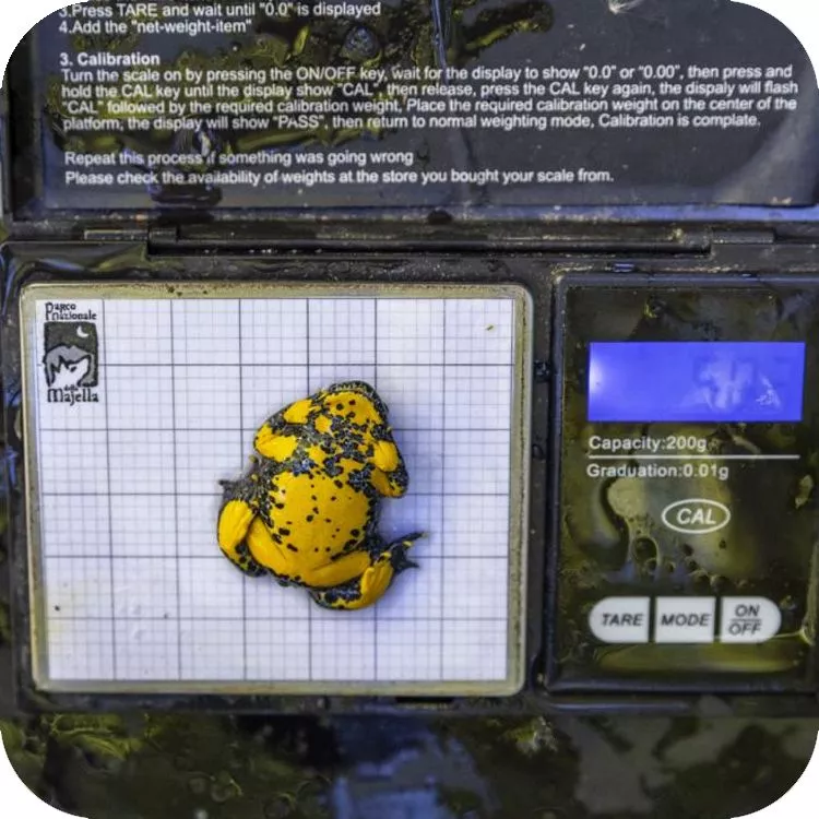 Alcune fasi delle attività di monitoraggio dell'ululone appenninico