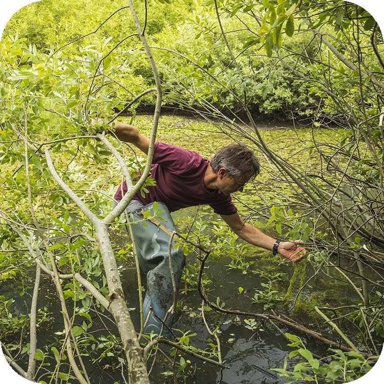 Momenti delle operazioni di restocking dell'erba-vescica nel Lago Battista
