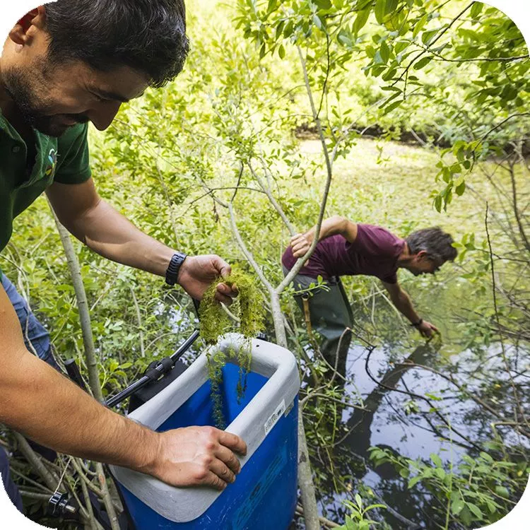 Momenti delle operazioni di restocking dell'erba-vescica nel Lago Battista