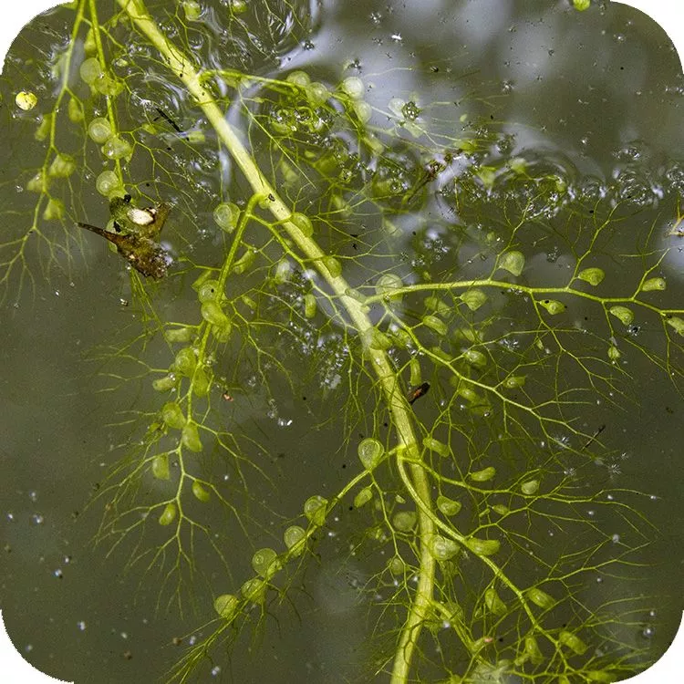 Dettaglio dell'Utricularia con le sue vescicole galleggianti