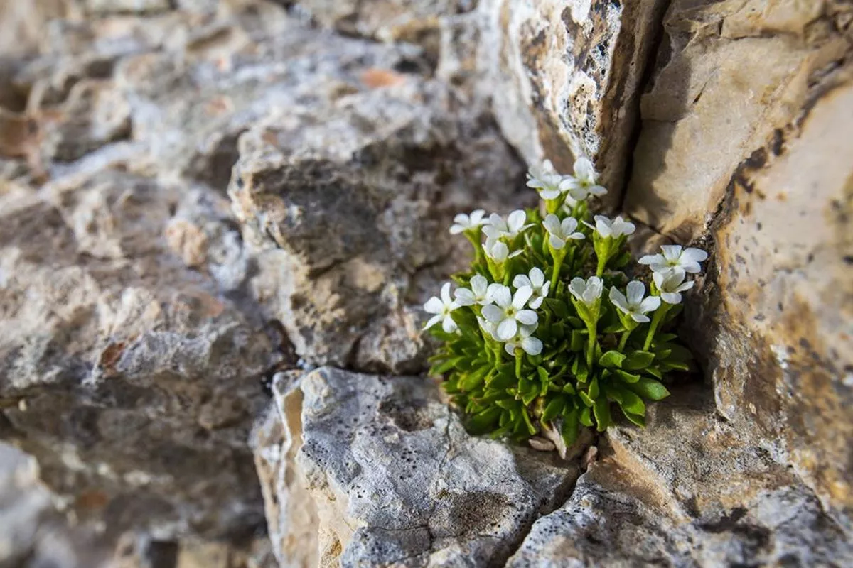 La delicata androsace abruzzese, uno degli endemismi più preziosi dell'Appennino, cresce esclusivamente in pochissimi siti sulle alte quote dei massicci della Maiella e del Gran Sasso.