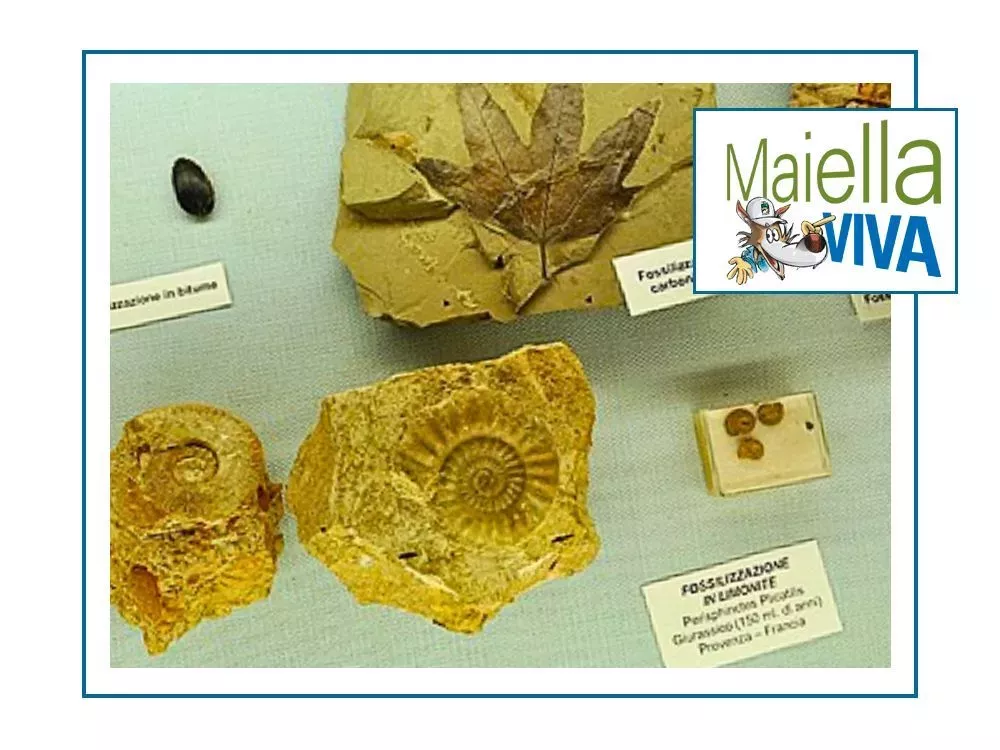 Fossili del museo di San Valentino