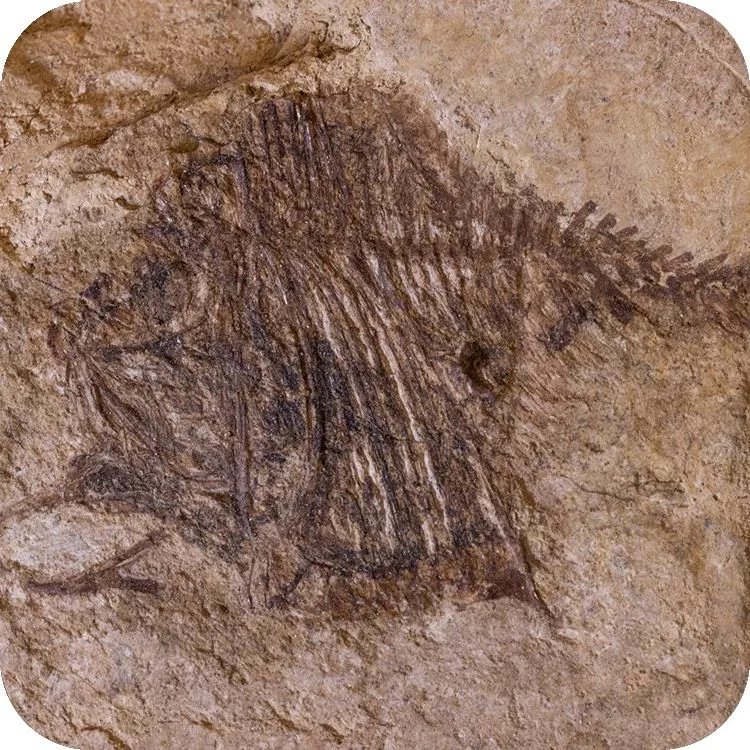 Fossile del Museo Geopaleontologico di Palena