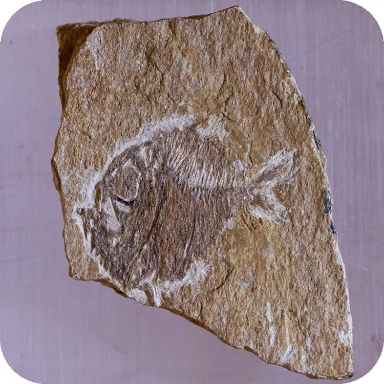 Fossile del Museo Geopaleontologico di Palena