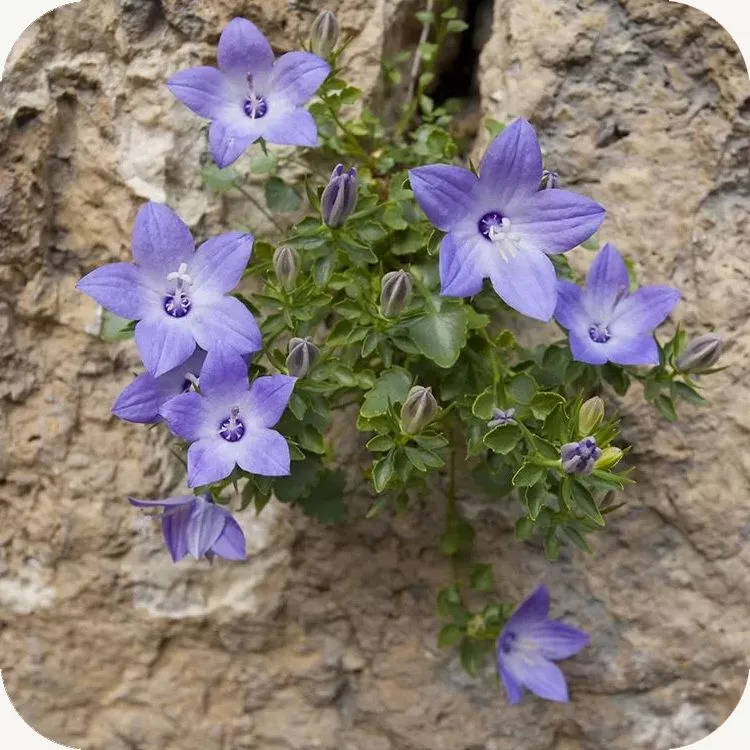 La rara Campanula del Cavolini cresce abbarbicata sulle pareti di roccia