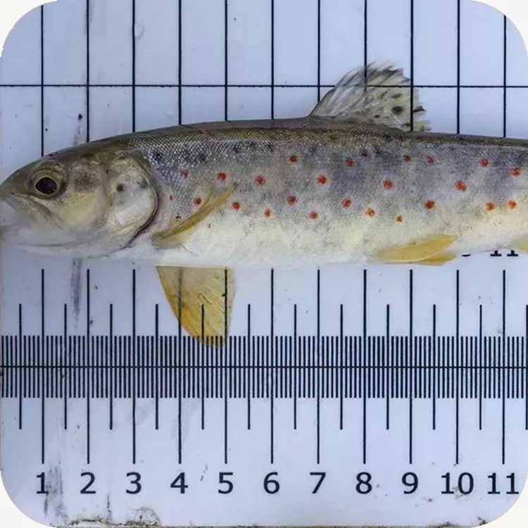 Un esemplare di trota mediterranea temporaneamente catturato e misurato per motivi di studio