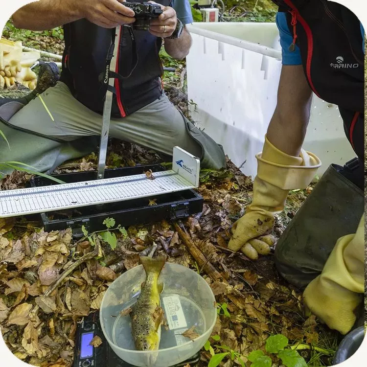 Fasi di cattura e misurazione delle trote fario di origine alloctona