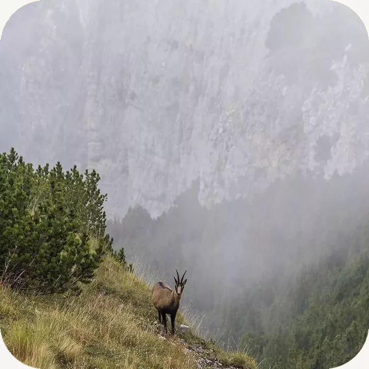Un camoscio appenninico sorpreso tra i mughi del Feudo d'Ugni
