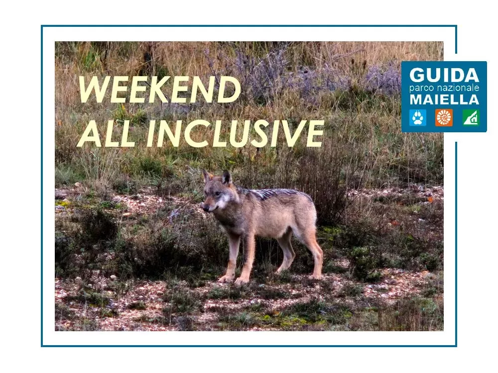 lupo appenninico, wildlfife watching, osservazione fauna, fotografia naturalistica, trekking